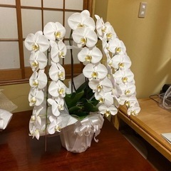 胡蝶蘭　三本立ち　2鉢