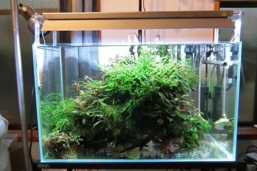 《最終値下げ！》ライトだけで定価25500円！Weekaqua RGBライト+アクロ スーパークリア 60cm水槽セット！クダガン大量+高級水草付き！