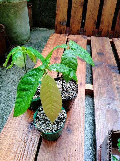 カカオ苗木３個　ガーナ産フォラステロ種