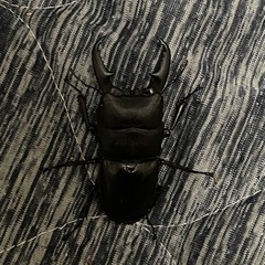 ヒラタクワガタ　あかがね血統　♂のみ単品の画像