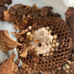 女性スタッフ同行可能‼️蜂駆除は当店まで‼️ - 害虫/害獣駆除