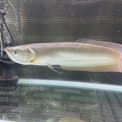 大型魚【引取限定】