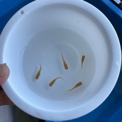 紅帝ラメメダカ10匹セット