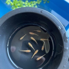紅帝ラメメダカ10匹セットの画像