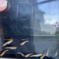 紅帝ラメメダカ10匹セットの画像