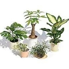 観葉植物　棚　ラック譲って下さい🌴