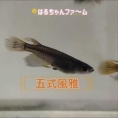 深谷市道の駅おかべ　はるちゃんファ～ム金魚　メダカ販売