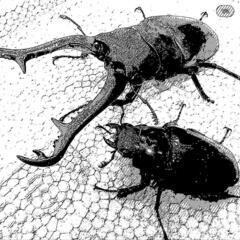 クワガタ販売中＊ロードプラザ倉敷＊船穂町＊玉島