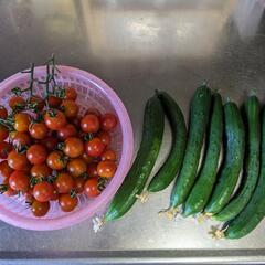 トマト🍅きゅうり🥒