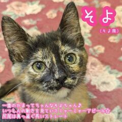 《里親決定》R5年5月5日頃生まれ【そよ】 - 東松山市