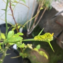 アゲハ蝶の幼虫のため、柑橘系の葉を分けてください