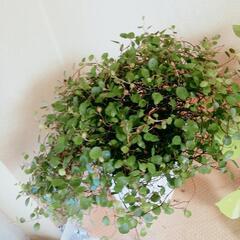 【交渉中】観葉植物ワイヤープランツ等の画像