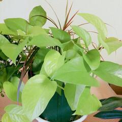 【交渉中】観葉植物ワイヤープランツ等の画像