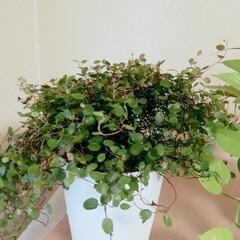 【交渉中】観葉植物ワイヤープランツ等の画像