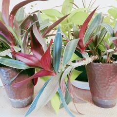 【交渉中】観葉植物ワイヤープランツ等の画像