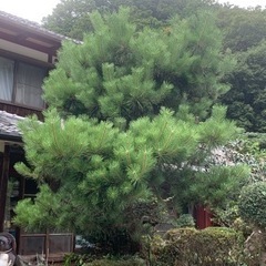 松の木の剪定の練習