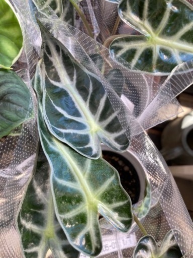 観葉植物　アロカシアバンビ一ノ