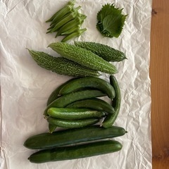 8／2朝採り野菜