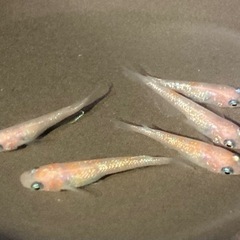メダカ販売