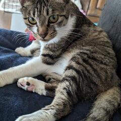 猫を探しています