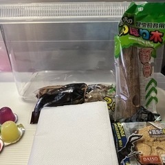 昆虫飼育セット