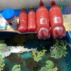 PSB光合成細菌500ml 300円　1.5L 700円の画像