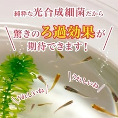 PSB光合成細菌500ml 300円　1.5L 700円の画像