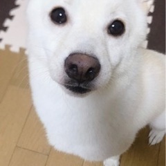 白柴くんの里親募集！ - 尼崎市