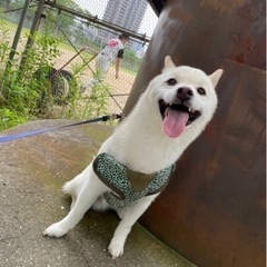 白柴くんの里親募集！ - 犬