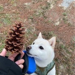 白柴くんの里親募集！ − 兵庫県