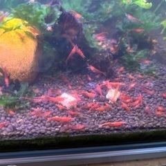 レッドチェリーシュリンプ　20匹+αセットの画像