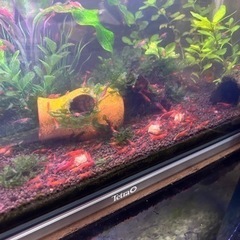 レッドチェリーシュリンプ　20匹+αセットの画像