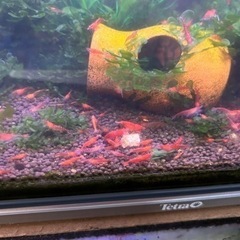 レッドチェリーシュリンプ　20匹+αセット