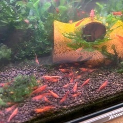 レッドチェリーシュリンプ　20匹+αセットの画像