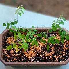 バタフライピー🌿プランター植え4苗の画像