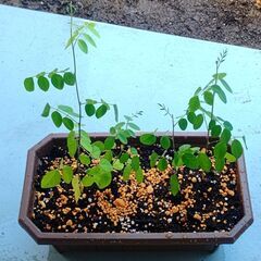 バタフライピー🌿プランター植え4苗の画像