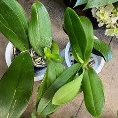 胡蝶蘭4株　受付終了！