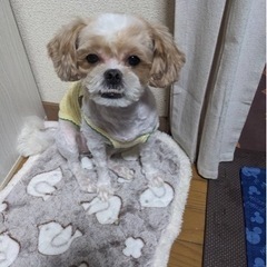 急募❣️4歳女の子 - 久留米市