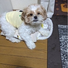 急募❣️4歳女の子 - 犬