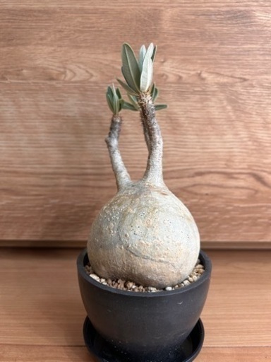 パキポディウム・グラキリス（現地球　発根済）