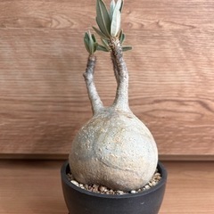 パキポディウム・グラキリス（現地球 発根済）