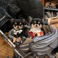 犬友募集♥️ - 友達
