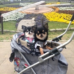 犬友募集♥️ - 江戸川区