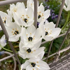 交渉中　白い花の球根　大小ミックスの画像