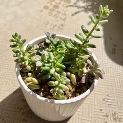多肉植物など-終了しましたの画像