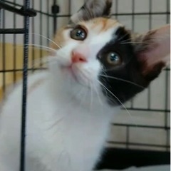 可愛い三毛猫【譲渡会参加】