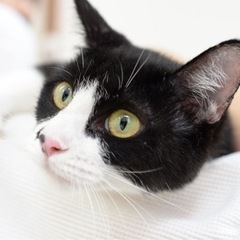 猫に好かれる優しい子【譲渡会参加】