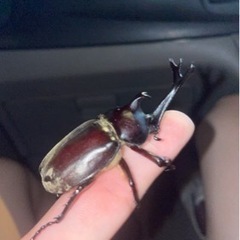 カブトムシ！