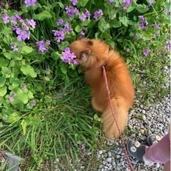 急募、12歳の元気なポメラニアン - 犬