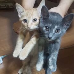 生後2か月のメス猫2匹譲ります